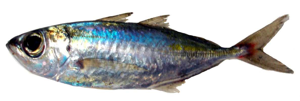 Selar crumenophthalmus_009